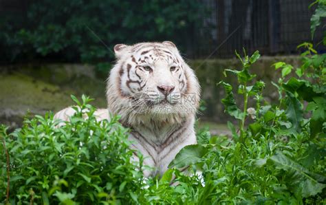 白老虎意思|白老虎：它是什麼樣子、住在哪裡、進食和繁殖